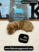 Mr Panda Dapple , a male Miniature Dachshund for sale in Arapahoe, CO – Photo 4 of 9