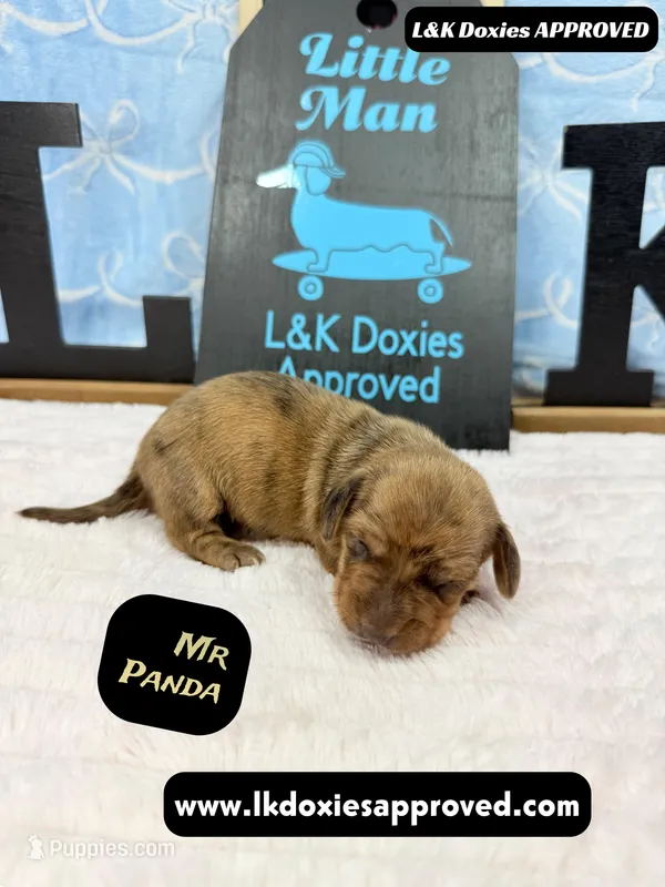 Mr Panda Dapple , a male Miniature Dachshund for sale in Arapahoe, CO – Photo 1 of 9