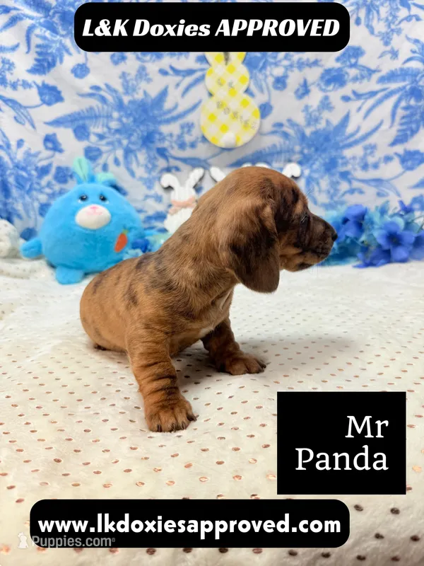 Mr Panda Brindle – Miniature Dachshund puppy for sale in Arapahoe, CO