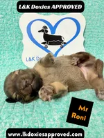 Mr Roni 785-821-1920, a female Miniature Dachshund for sale in Arapahoe, CO – 7 of 9
