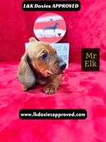 Mr Elk NON DAPPLE GUY, a male Miniature Dachshund for sale in Arapahoe, CO – 7 of 10