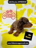 Mr Kona LH  785-821-1920, a female Miniature Dachshund for sale in Arapahoe, CO – 10 of 10