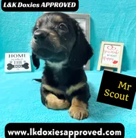 Mr Scout 785-821-1920, a male Miniature Dachshund for sale in Arapahoe, CO – 7 of 10