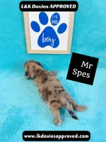 Mr Specs 785-821-1920 LH , a male Miniature Dachshund for sale in Arapahoe, CO – 10 of 10