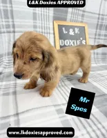 Mr Spes 785-821-1920, a male Miniature Dachshund for sale in Arapahoe, CO – 7 of 9