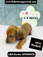 Miss Kadett 785-821-1920, a female Miniature Dachshund for sale in Arapahoe, CO – 8 of 10