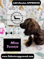 Miss Twinkie, a female Miniature Dachshund for sale in Arapahoe, CO – 7 of 10