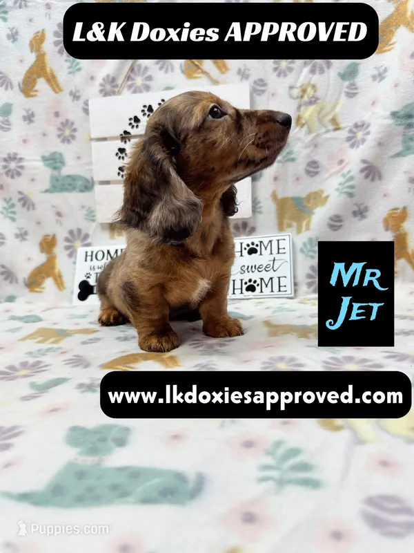 Mr Jett – Miniature Dachshund puppy for sale in Arapahoe, CO