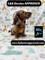 Mr Jett 785-821-1920, a male Miniature Dachshund for sale in Arapahoe, CO – 1 of 10