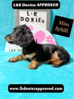Miss Sybil 785-821-1920, a female Miniature Dachshund for sale in Arapahoe, CO – 6 of 10
