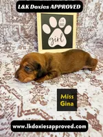 Miss Gina SH NO Dapple genes, a female Miniature Dachshund for sale in Arapahoe, CO – 3 of 10