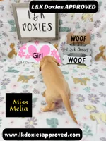 Miss Melia, a female Miniature Dachshund for sale in Arapahoe, CO – 10 of 10