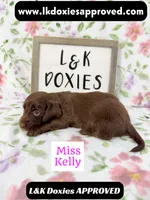 Miss Kelly 785-821-1920 LH, a female Miniature Dachshund for sale in Arapahoe, CO – 5 of 10