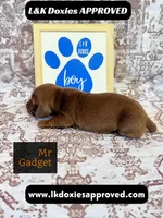 Mr Gadget SH , a male Miniature Dachshund for sale in Arapahoe, CO – 3 of 10