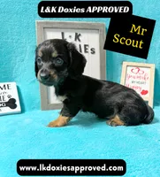 Mr Scout 785-821-1920, a male Miniature Dachshund for sale in Arapahoe, CO – 10 of 10