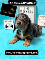 Mr Sheldon 785-821-1920, a male Miniature Dachshund for sale in Arapahoe, CO – 8 of 10