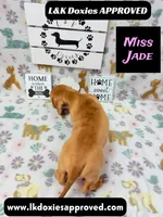 Miss Jade Dapple 🩷, a female Miniature Dachshund for sale in Arapahoe, CO – 5 of 8