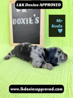Mr Koda  785-821-1920, a male Miniature Dachshund for sale in Arapahoe, CO – 2 of 9