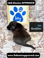 Mr Gambler SH , a male Miniature Dachshund for sale in Arapahoe, CO – 8 of 10