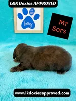 Mr Sors 785-821–1920 LH , a male Miniature Dachshund for sale in Arapahoe, CO – 2 of 10