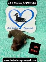 Mr Stew 785-821-1920, a male Miniature Dachshund for sale in Arapahoe, CO – 10 of 10
