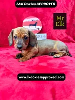 Mr Elk NON DAPPLE GUY, a male Miniature Dachshund for sale in Arapahoe, CO – 8 of 10