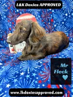 Mr FLECK NO DAPPLE 💙, a male Miniature Dachshund for sale in Arapahoe, CO – 8 of 10