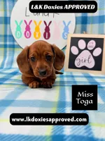 Miss Toga , a female Miniature Dachshund for sale in Arapahoe, CO – 3 of 10