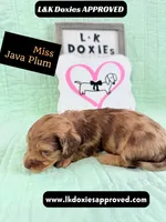 Miss Java Plum 785-821-1920, a female Miniature Dachshund for sale in Arapahoe, CO – 9 of 10