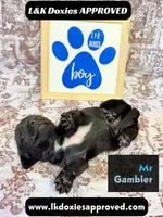 Mr Gambler SH , a male Miniature Dachshund for sale in Arapahoe, CO – 7 of 10