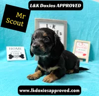 Mr Scout 785-821-1920, a male Miniature Dachshund for sale in Arapahoe, CO – 9 of 10
