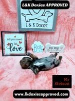 Mr Stetson Dapple LH , a male Miniature Dachshund for sale in Arapahoe, CO – 2 of 10