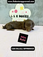 Miss Kelsi 785-821-1920, a female Miniature Dachshund for sale in Arapahoe, CO – 10 of 10