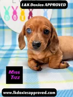 Miss Tizz, a female Miniature Dachshund for sale in Arapahoe, CO – 8 of 10
