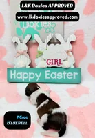 Miss Bluebell , a female Miniature Dachshund for sale in Arapahoe, CO – Photo 5 of 9