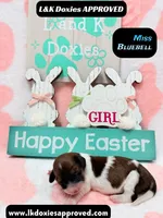 Miss Bluebell , a female Miniature Dachshund for sale in Arapahoe, CO – Photo 6 of 9