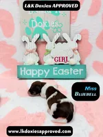 Miss Bluebell , a female Miniature Dachshund for sale in Arapahoe, CO – Photo 2 of 9