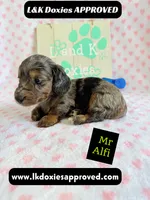 Mr Alfie 795-821-1920, a male Miniature Dachshund for sale in Arapahoe, CO – 8 of 9