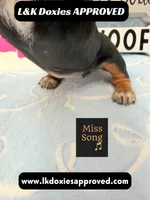 Miss Song 785-821-1920, a female Miniature Dachshund for sale in Arapahoe, CO – 1 of 10