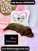 Miss Shimmy, a female Miniature Dachshund for sale in Arapahoe, CO – 2 of 9