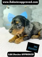 Mr Kantor 785-821-1920, a male Miniature Dachshund for sale in Arapahoe, CO – 1 of 10