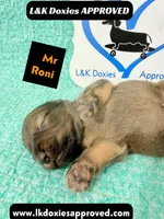 Mr Roni 785-821-1920, a female Miniature Dachshund for sale in Arapahoe, CO – 3 of 9