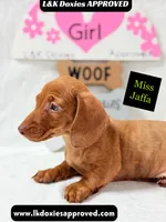 Miss Jaffa , a female Miniature Dachshund for sale in Arapahoe, CO – 7 of 10