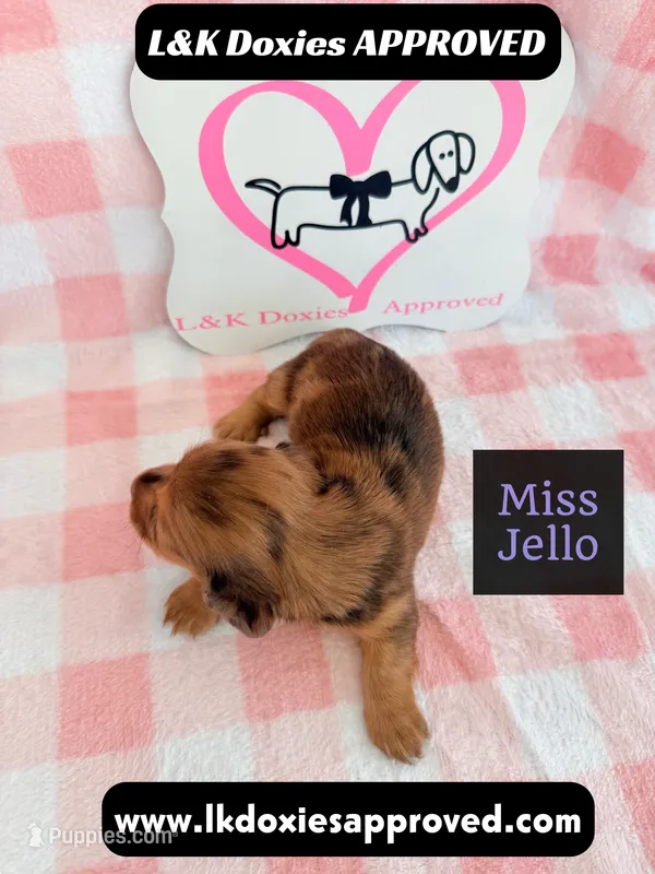 Miss Jiggle – Miniature Dachshund puppy for sale in Arapahoe, CO