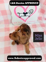 Miss Jiggle, a female Miniature Dachshund for sale in Arapahoe, CO – 1 of 9