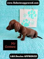 Mr Gomez SH , a male Miniature Dachshund for sale in Arapahoe, CO – 3 of 10