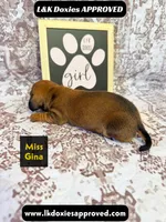 Miss Gina SH NO Dapple genes, a female Miniature Dachshund for sale in Arapahoe, CO – 4 of 10