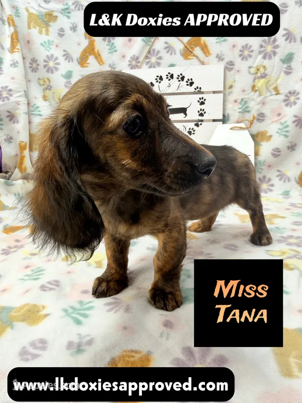 Miss Tana – Miniature Dachshund puppy for sale in Arapahoe, CO