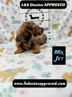 Mr Jett 785-821-1920, a male Miniature Dachshund for sale in Arapahoe, CO – 8 of 10