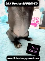 Miss Karissa, a female Miniature Dachshund for sale in Arapahoe, CO – 6 of 10